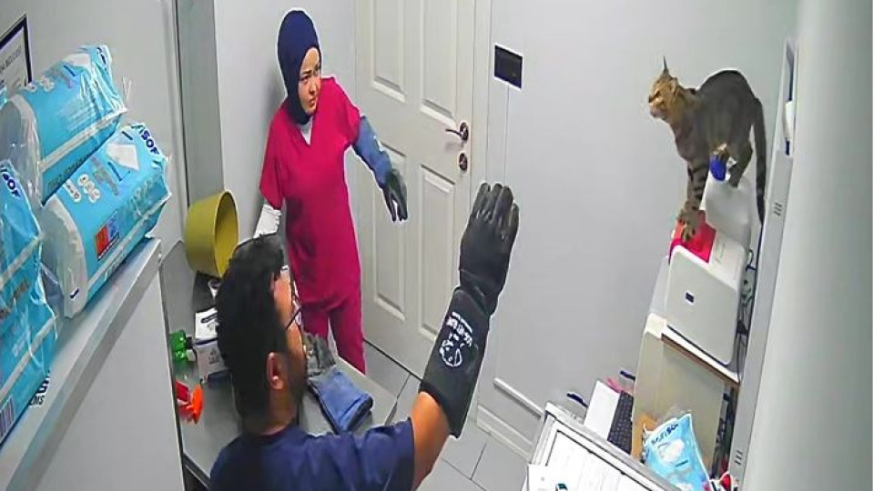 Sokak kedisi kliniği birbirine kattı!