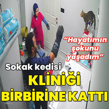 Sokak kedisi kliniği birbirine kattı!