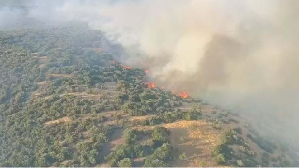 İzmir Torbalı'da orman yangını