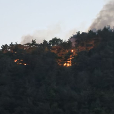 Adana'da orman yangını
