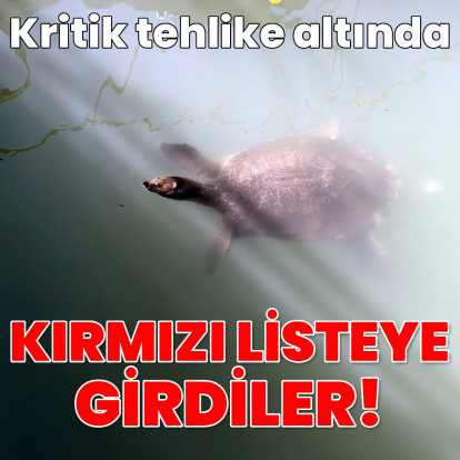 Tehlike altındalar!