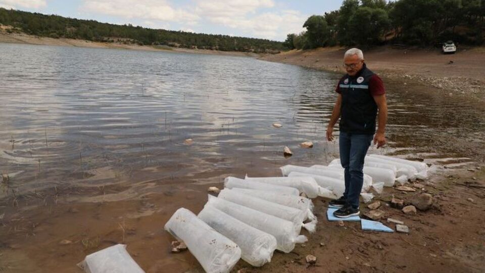 Eskişehir'de gölete yayın balığı yavruları bırakıldı