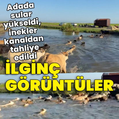 Adada sular yükseldi, inekler tahliye edildi