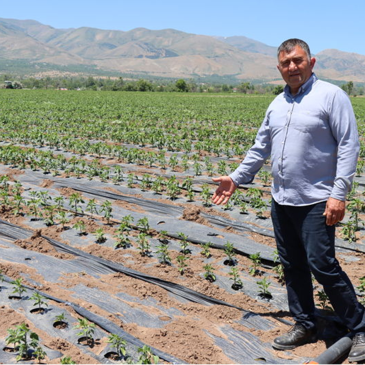 Üreticiden "plastik malç uygulaması" önerisi haber görseli