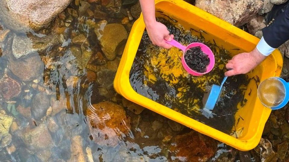Ordu'da dereye 35 bin alabalık bırakıldı