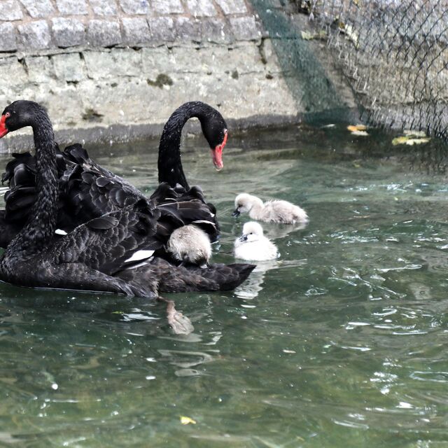 Kuğulu Park'ta yavru heyecanı