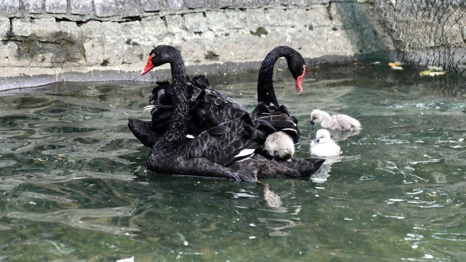 Kuğulu Park'ta yavru heyecanı