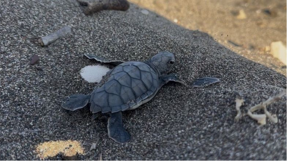 Mersin'de ilk yavrular denize ulaştı