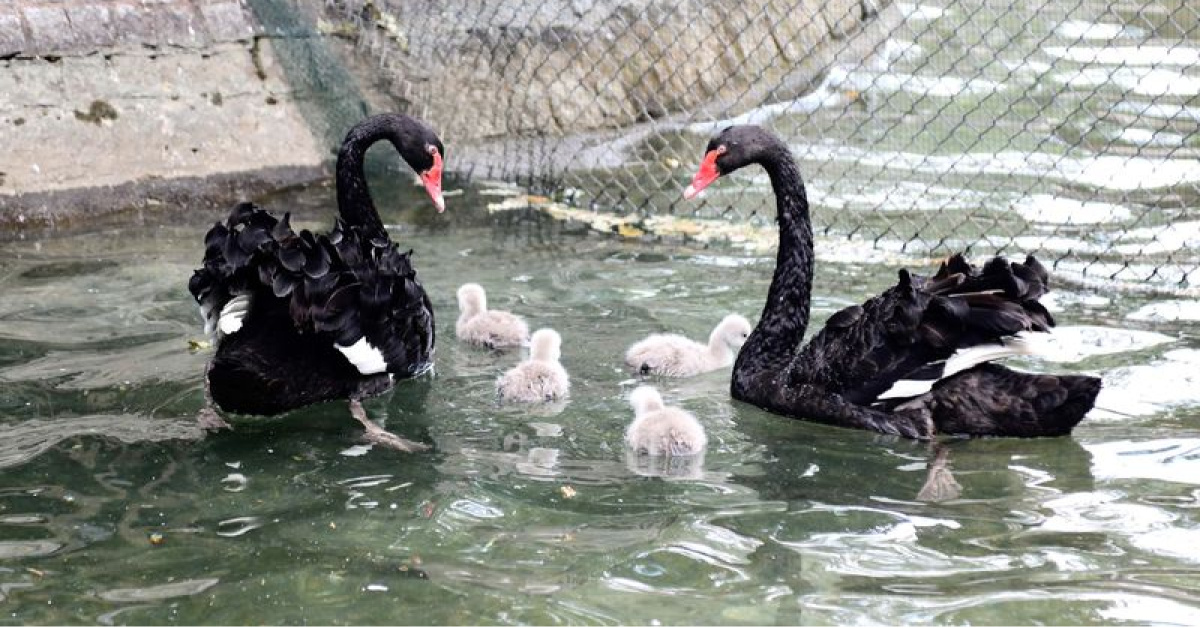 Kuğulu Park'ta yeni yavrular dünyaya geldi
