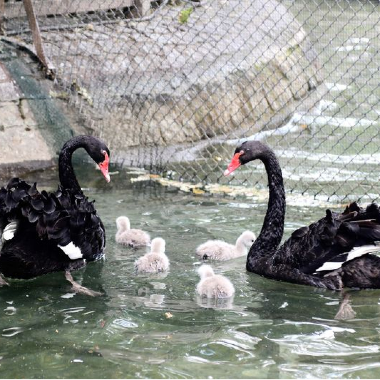 Kuğulu Park'ta yeni yavrular dünyaya geldi