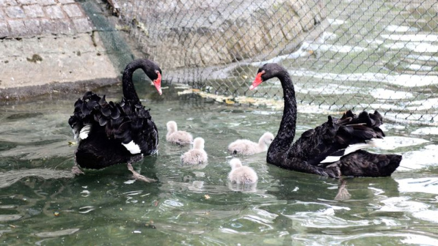 Kuğulu Park'ta yeni yavrular dünyaya geldi