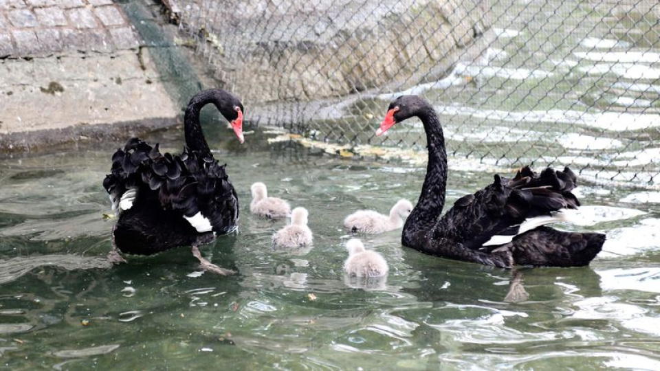 Kuğulu Park'ta yeni yavrular dünyaya geldi