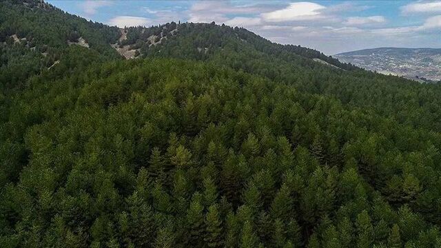 Siirt'te ormanlık alanlara giriş yasak