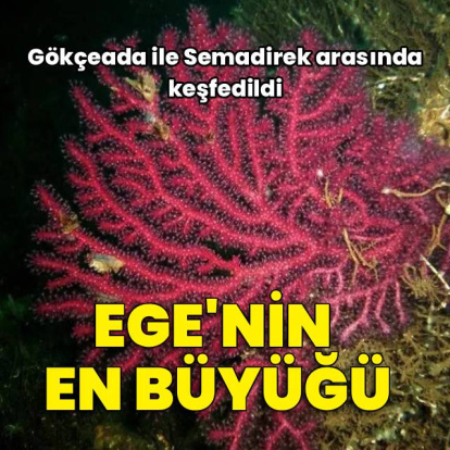 Ege Denizi'nin en büyük mercan ormanı keşfedildi