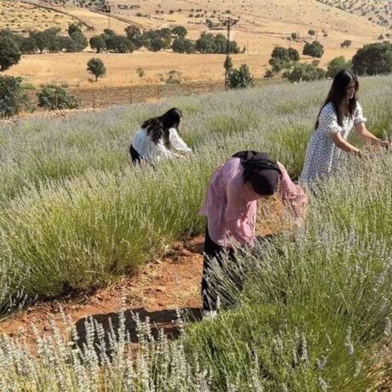 40 yıl sonra kadın emeğiyle lavanta bahçesine dönüştü