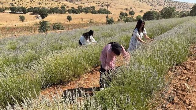 40 yıl sonra kadın emeğiyle lavanta bahçesine dönüştü