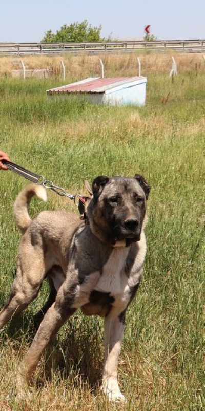 'En güzel Kangal' olmak için yarışacaklar