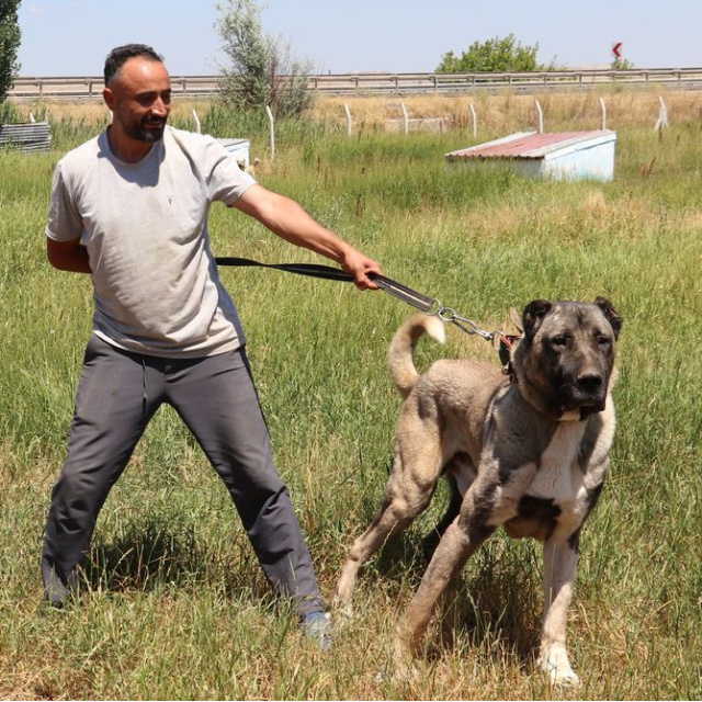 'En güzel Kangal' olmak için yarışacaklar