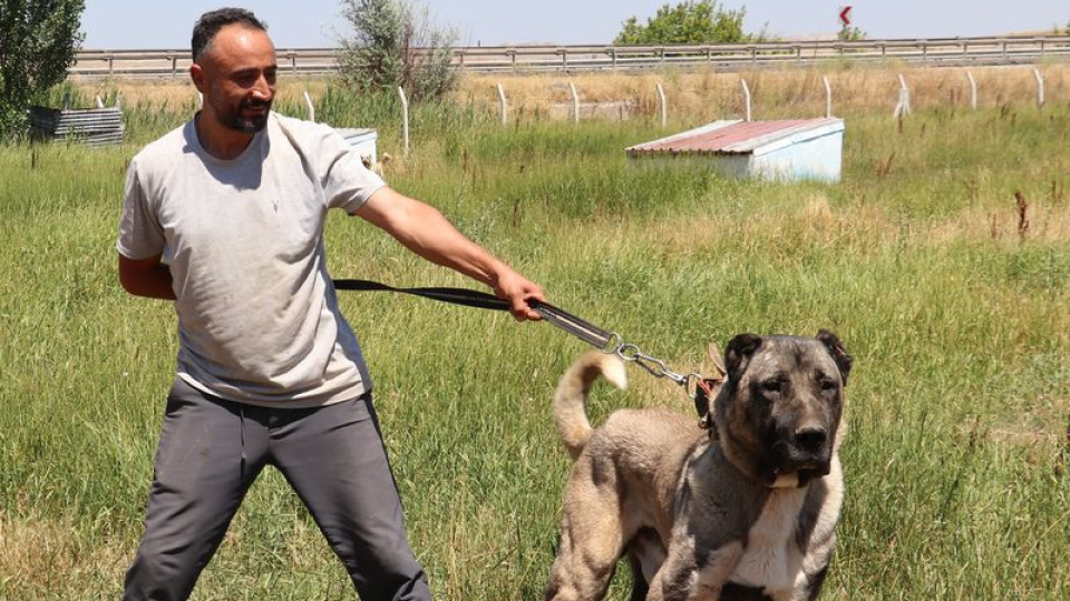 'En güzel Kangal' olmak için yarışacaklar