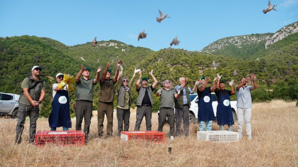 Manisa'da bin 200 kınalı keklik doğaya salındı