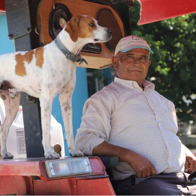 Çiftçinin 'yol arkadaşı' Benekli