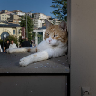 İstanbul'un sokaklarında pati izleri