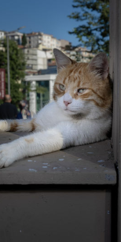 İstanbul'un sokaklarında pati izleri