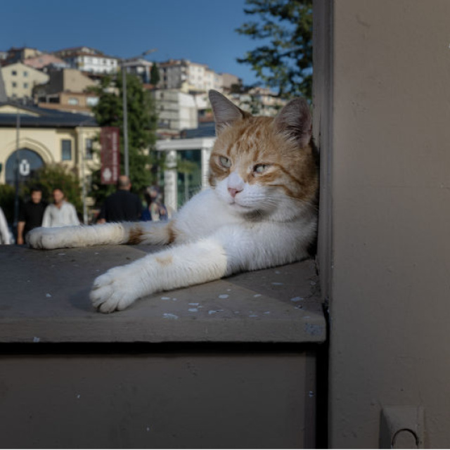 İstanbul’un sokaklarında pati izleri