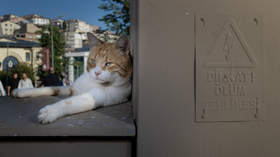 İstanbul'un sokaklarında pati izleri
