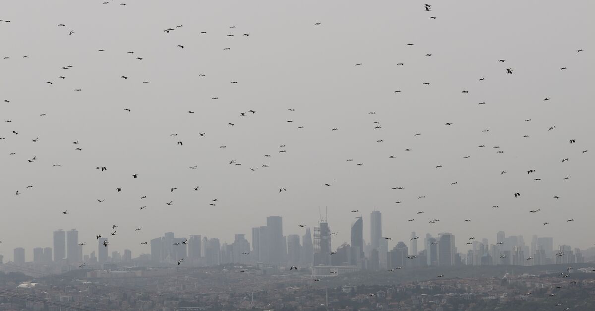 WWF Türkiye'den enerji şirketlerine çağrı