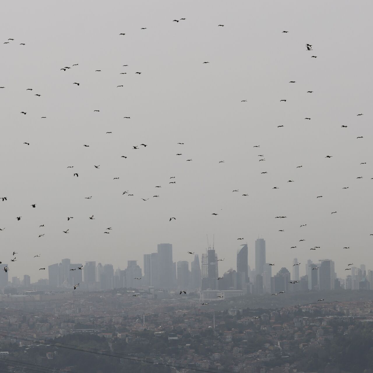 WWF Türkiye'den enerji şirketlerine çağrı