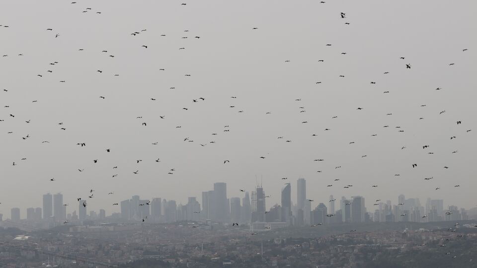 WWF Türkiye'den enerji şirketlerine çağrı