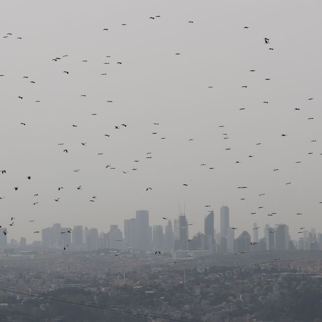 WWF Türkiye'den enerji şirketlerine çağrı