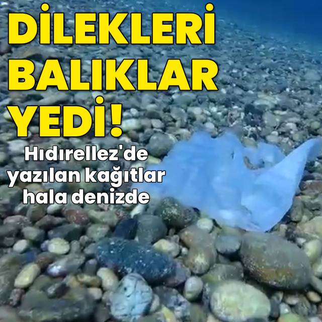 Dilekleri balıklar yedi!