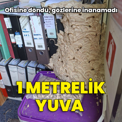 Ofisine döndü, gözlerine inanamadı! Yaban arıları 1 metrelik yuva kurdu