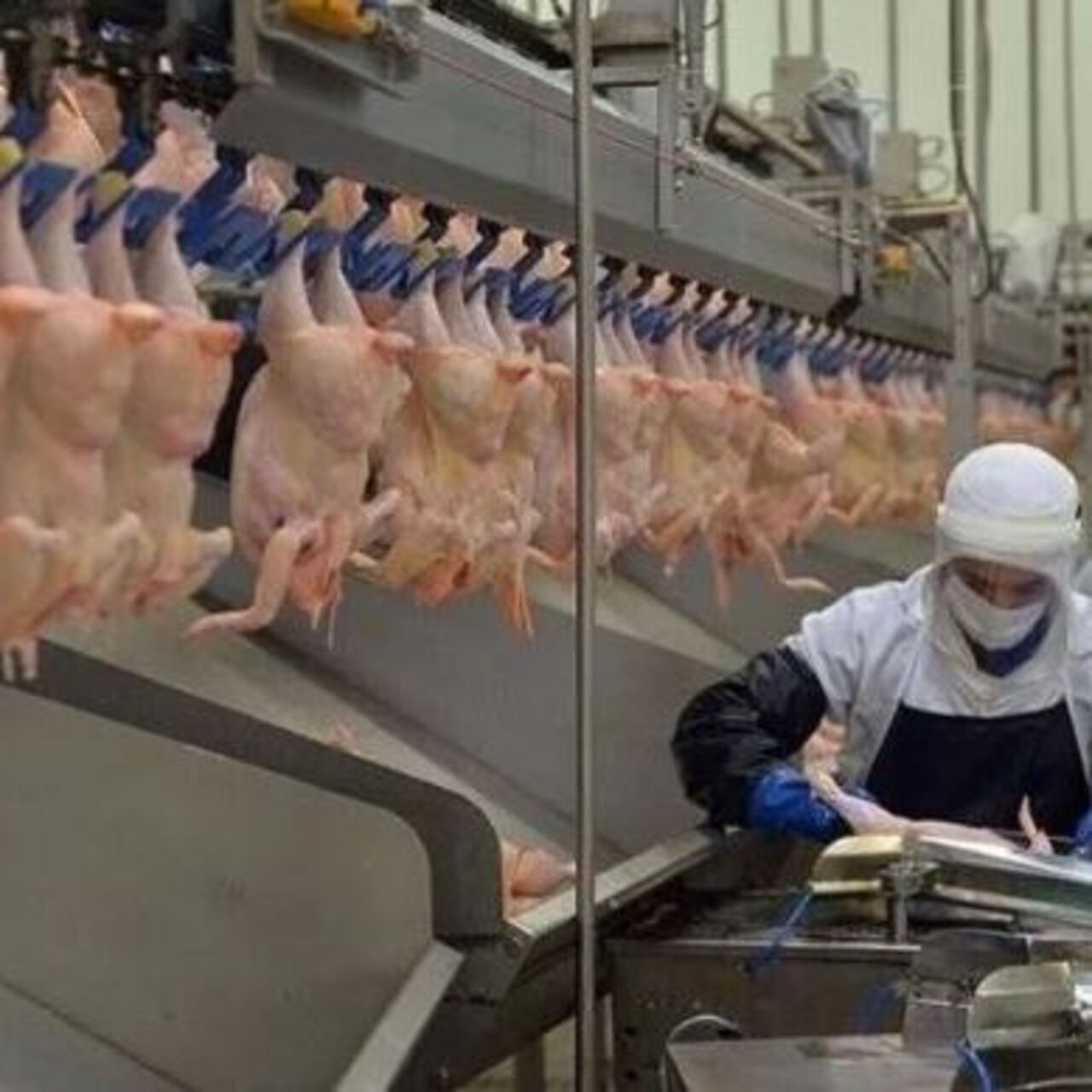 Yumurta, tavuk eti ve süt üretimi Haziran'da arttı
