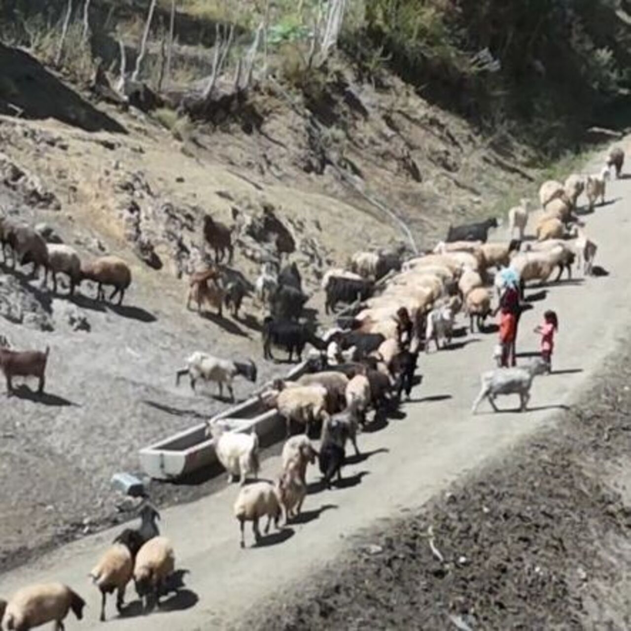 Yayla Savaşları: Susuz Yolların Ötesinde Hayvanların Umudu