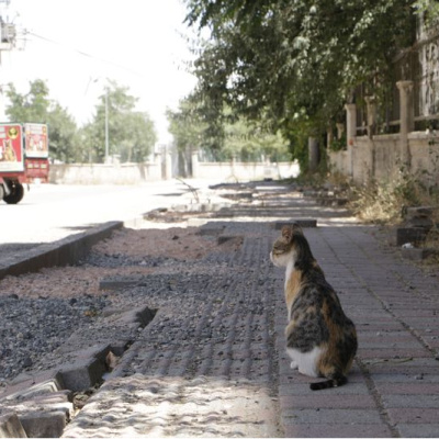 Kuduz kedi! Çocuk entübe edildi