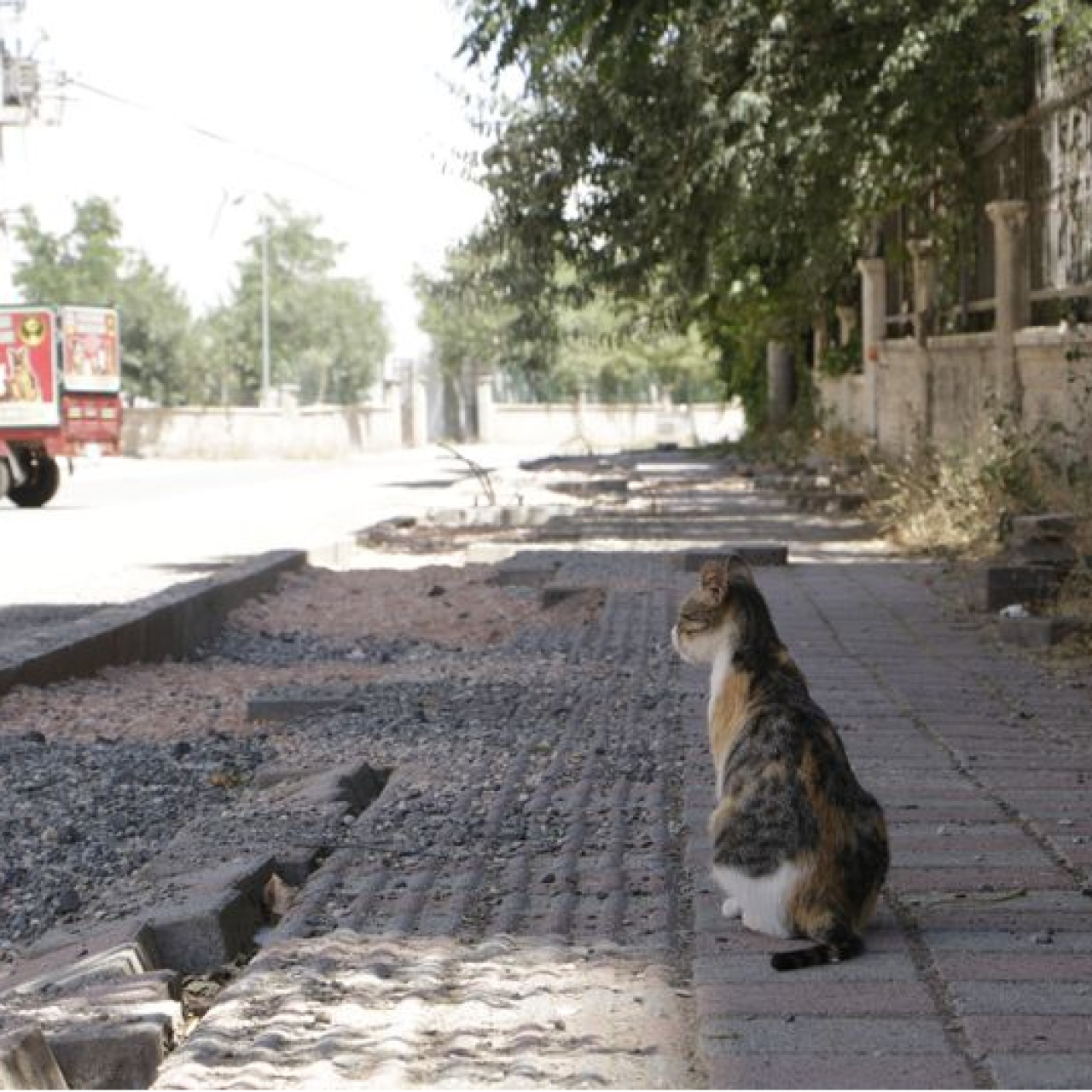 Kuduz kedi! Çocuk entübe edildi