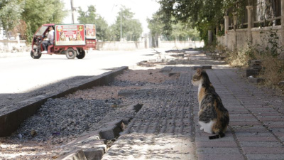 Kuduz kedi! Çocuk entübe edildi
