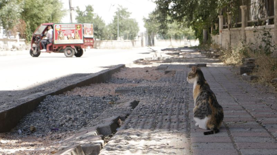 Kuduz kedi! Çocuk entübe edildi