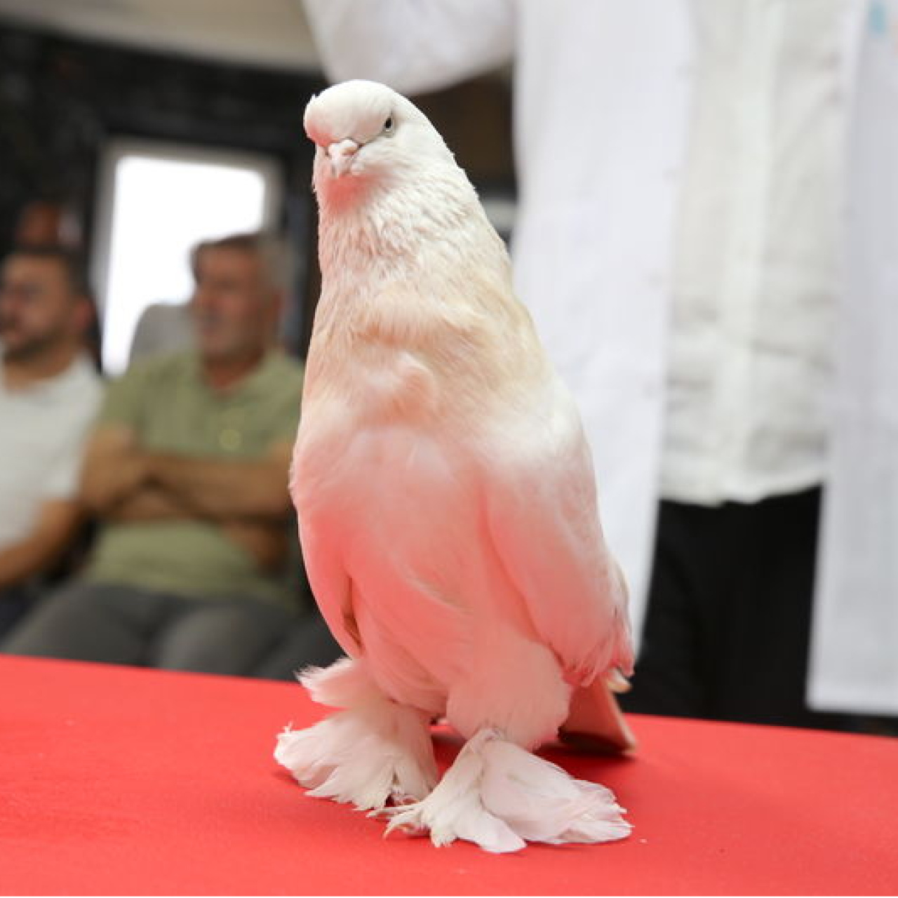 Değeri evle, arabayla yarışıyor!