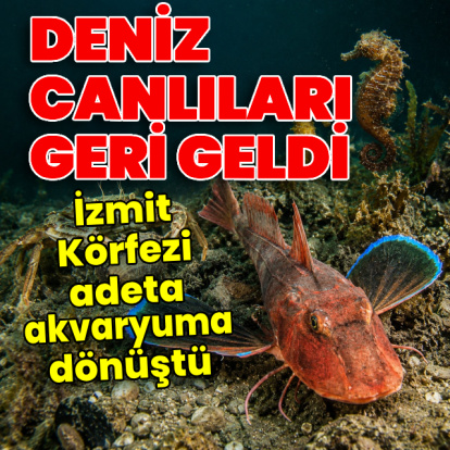 İzmit Körfezi akvaryuma dönüştü