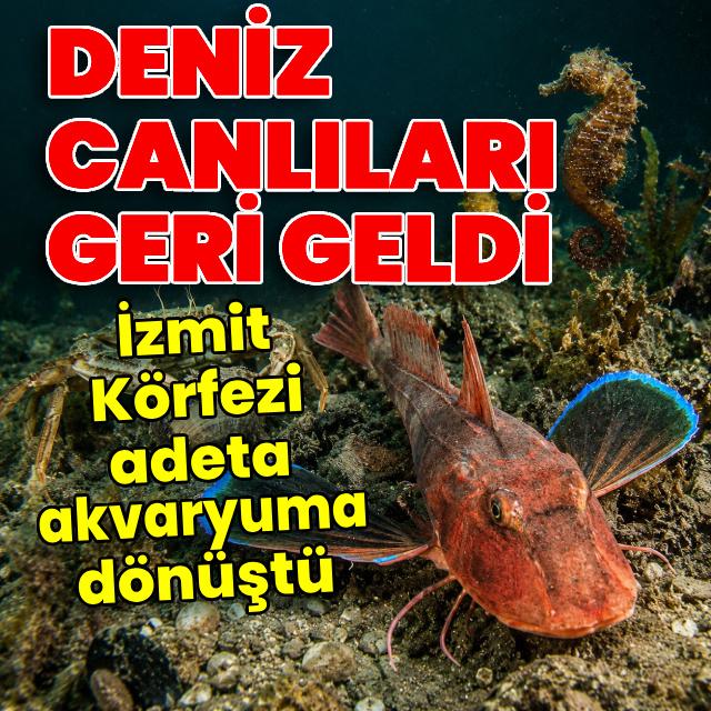 İzmit Körfezi akvaryuma dönüştü