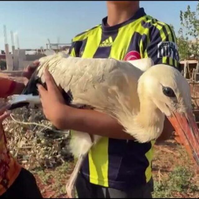Yorgun düşen leyleği evinde misafir etti