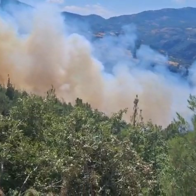 Kamyon yangını ormana sıçradı