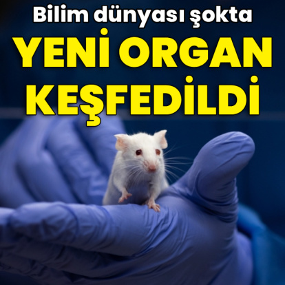Bilim dünyası şokta! Yeni organ keşfedildi