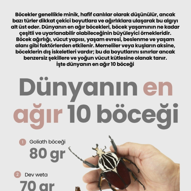 Dünyanın en ağır 10 böceği