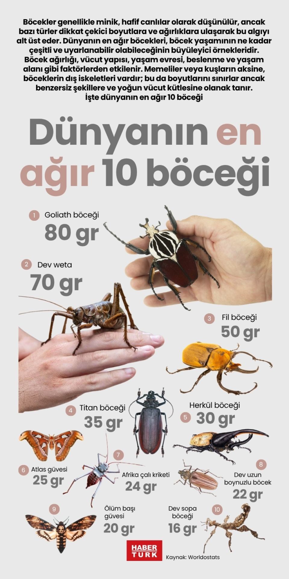 Dünyanın en ağır 10 böceği
