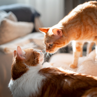 Kedi, kediyi böyle tanıyormuş!